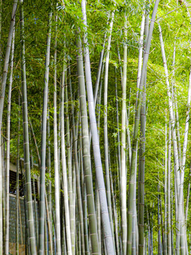 竹林