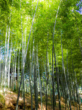 竹林