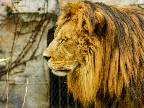 动物园狮子