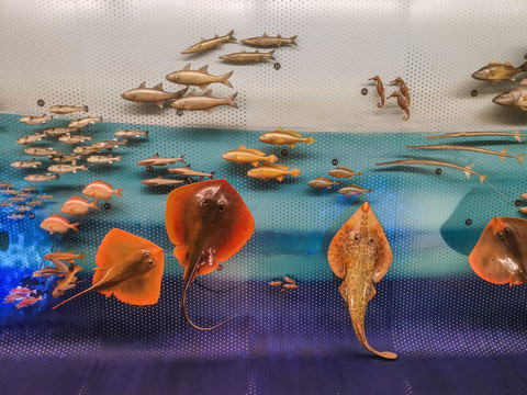 海底鱼群