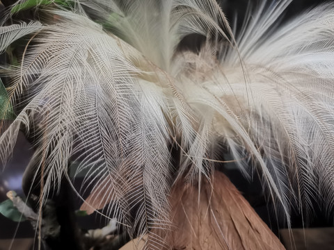 白色羽毛
