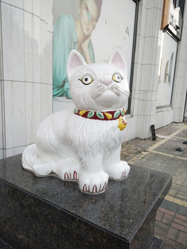 宠物猫