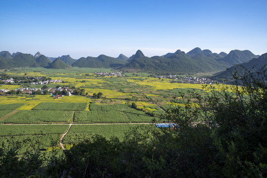 农业田地庄稼地甘蔗地