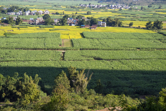 农业田地庄稼地甘蔗地