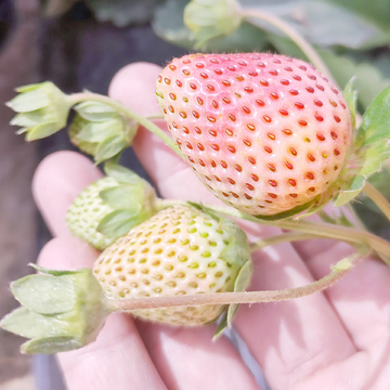 奶油草莓