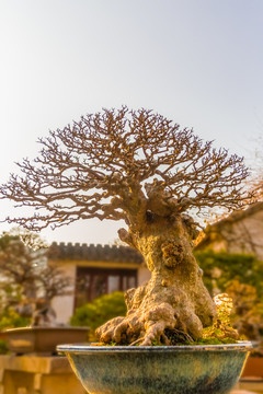 盆栽盆景