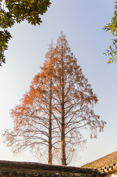 杉树