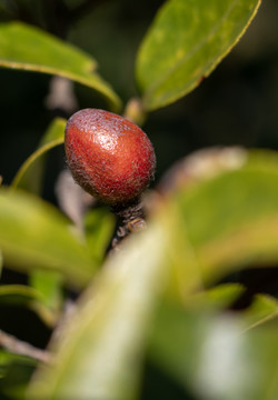 茶籽茶树