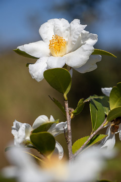 茶花