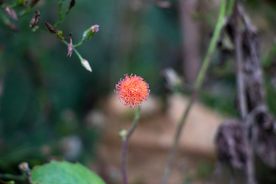 植物花草