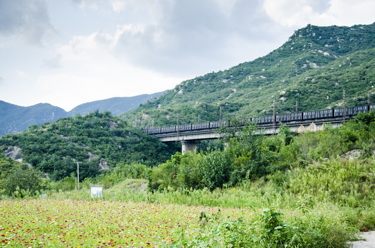 青山火车花海