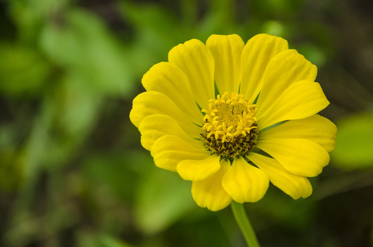 一朵黄花