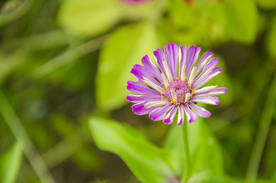 紫色的花朵