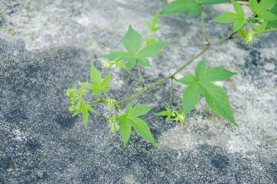 石头上的野草