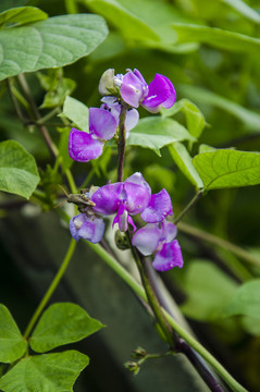紫色豆角花