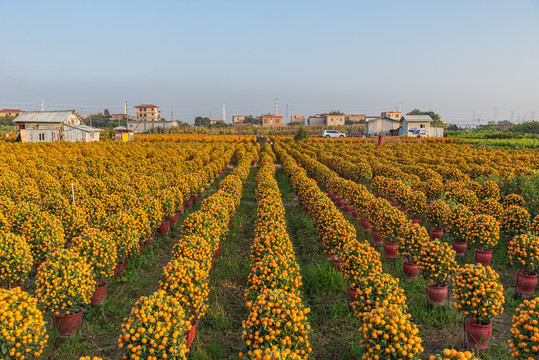 年桔种植基地