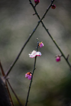 梅花