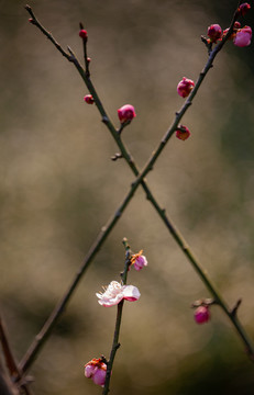 梅花