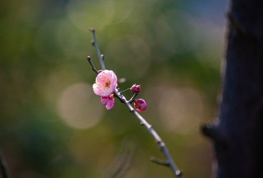 梅花