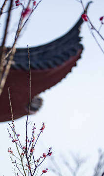 梅