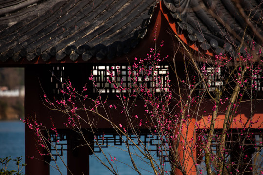 梅花
