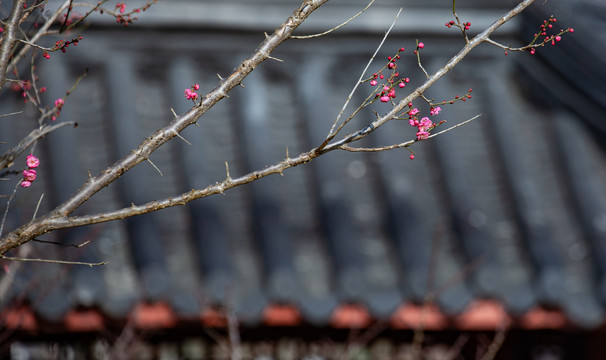 梅花