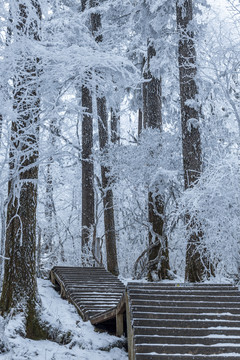 四川川西甘孜泸定县海螺沟雪景