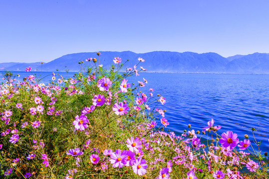 河畔格桑花