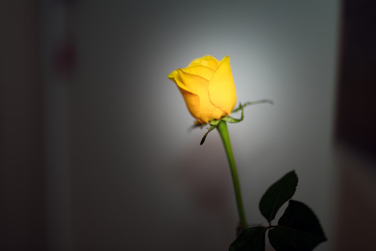 黄色玫瑰