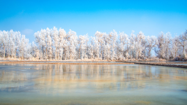 新疆冬季的雾凇景观