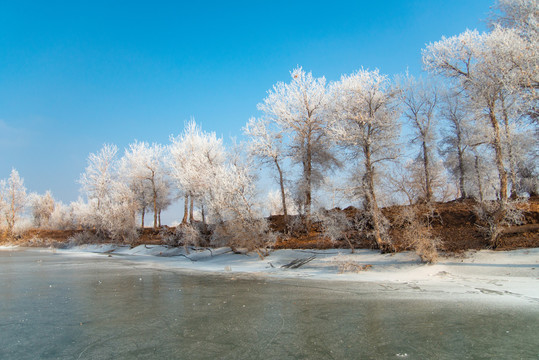新疆冬季的雾凇景观