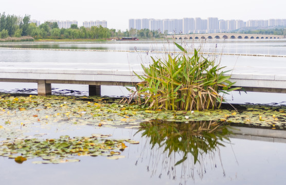 城市湖泊