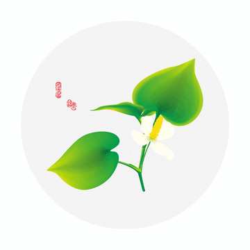 手绘鱼腥草
