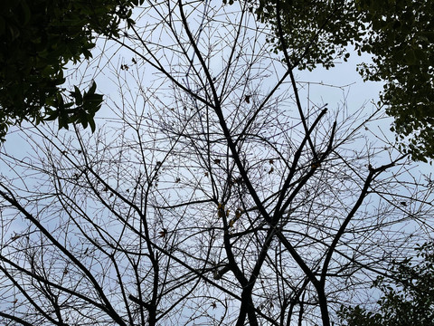 枯树