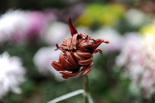 菊花摄影花