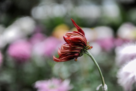 菊花摄影花