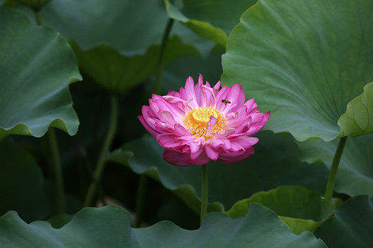 高清荷花