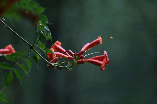 凌霄花