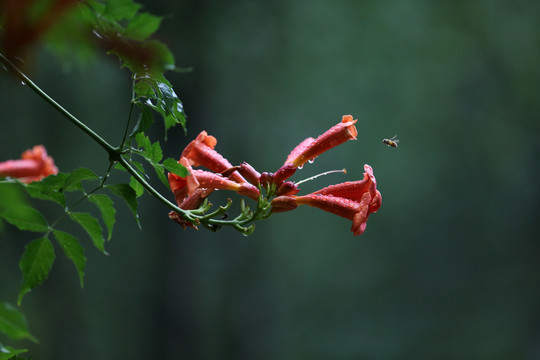 凌霄花