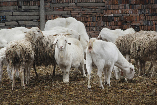 拍摄羊群