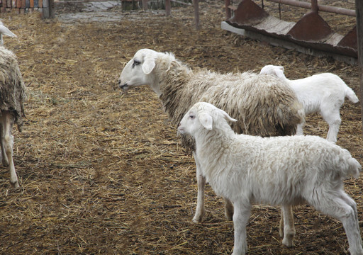 山羊羊羔
