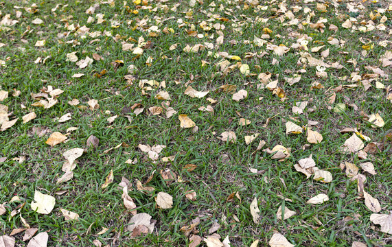 草地上铺满落叶