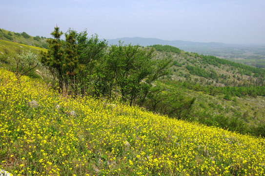 山坡杂树