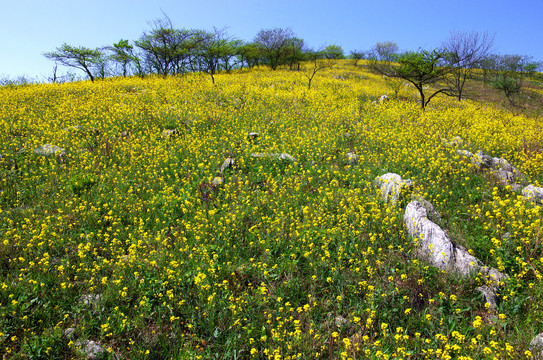 山坡杂树