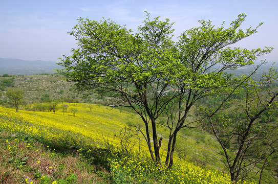 山树春色