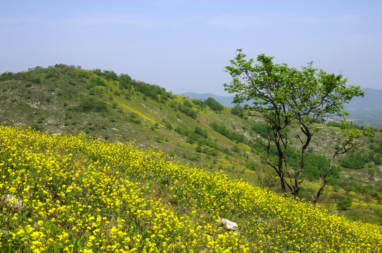 山岭黄花