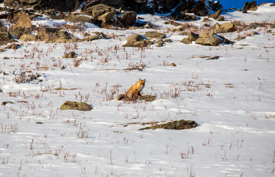 冬天雪地里的狐狸