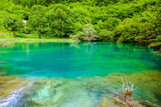 清澈见底的九寨沟湖水