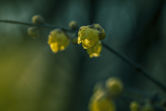 一枝腊梅花