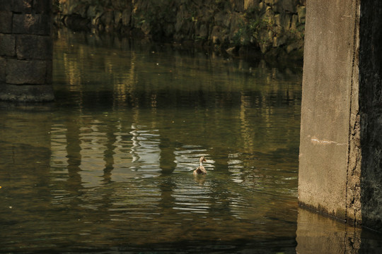 桥下河水里的鸭子
